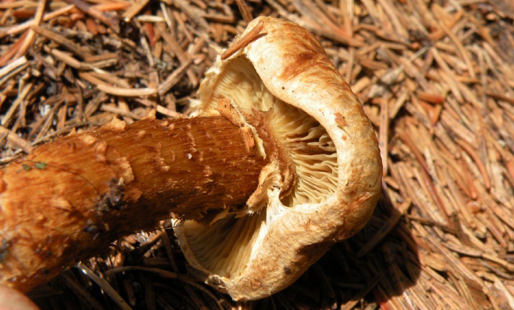 Cortinarius....... bolaris?